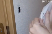 【動画】女さん、小さいゴキブリを見つけただけで泣き叫ぶｗｗｗｗｗｗｗｗｗｗｗ