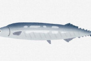 秋刀魚、1匹12500円になる