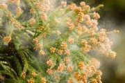 【悲報】千葉市で花粉の飛散を確認。今年もはじまる