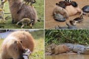 【画像】生き物界最強のコミュ力を持つカピバラさんをご覧ください