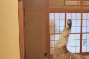 【超画像】OLさん、和室で恐竜みたいな動物を飼ってしまう・・・