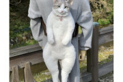 【詐欺】ウキウキで「猫リュック」を買った日本人、とんでもない偽物が届く