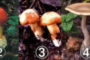 【画像】農林水産省「食べられるきのこは１つだけ。 どれでしょう?」