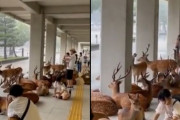 外国人「日本の奈良県で雨宿りしてる鹿が可愛らしすぎる！」