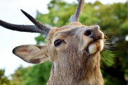 韓国人「コロナ後の日本の奈良の鹿の近況をご覧ください・・・」
