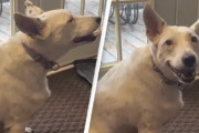 尊さ炸裂。耳の聞こえない犬が、飼い主とコミュニケーションを取りたくて、他の犬を真似て「吠える」仕草を学ぶ