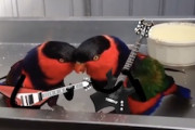 インコにギターを持たせるという動画作品がとても楽しいｗｗｗｗｗ