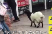 チケット売り場に侵入したヤギさん、〇〇を食い散らかし逃走ｗｗｗｗｗｗ