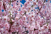 【韓国】「桜（王桜）が私たちの花であることを絵画を通じて広く知らせます」　済州産の木を日本人が持って行き改良した