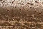 【動画】4000億匹のワタリバッタ、サウジアラビアを支配してしまう