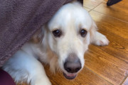 ベッドの下に隠れる飼い主さん夫婦を見つけることが出来るかな？テンション高めなゴールデンレトリバーの反応