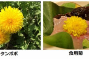 刺し身に乗ってるタンポポ、実は食用菊だった。刺し身醤油に散らして食べるのが正解らしい