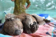 【悲報】オーストラリアの森林火災でコアラが「絶滅危惧種」へ…あのお菓子を買ってみんなで支援しよう！(´；ω；｀)