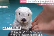 【鳥羽水族館】ラッコのメイちゃん　あまりにも可愛いｗｗｗｗｗｗｗ