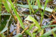 ワイ田舎移住して一ヶ月、カエルの鳴き声に腹が立つ