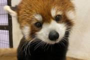 【画像多め】三大かわいい動物　レッサーパンダ、おこじょ、あと一つは？