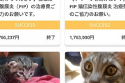 ［悲報］猫を使ったクラウドファンディング、大流行wwwwwwwwww