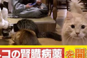 楽韓さん、本日の動向 - 猫の腎臓病の例の薬、まもなく実用化できるんですって