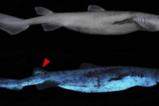 【朗報】闇の中で光るサメ、発見される
