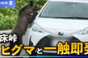 【北海道】ヒグマが車内のぞきこみ、ドライバーと一触即発