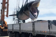 外国人「日本がミンククジラの捕鯨出漁再開、今年これで2回目」