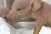 中国の研究所、「サルとブタのキメラ」を誕生させる
