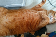 【画像多め】うちの猫、ずっと仰向けで寝ててワロタwwww