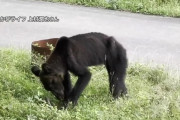 やせたかなしい姿のクマが駆除される