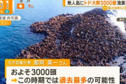 トド、3000頭が無人島に押し寄せるｗｗｗｗｗｗｗｗｗｗ