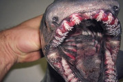 【恐怖】深海魚さん、とんでもない造形になるｗｗｗｗｗｗｗｗｗｗｗ （※画像あり）
