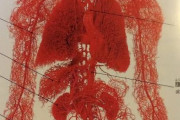 【仕組み！】中国人、人体の血管だけ取り除いた標本作った！w