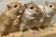 スナネズミ(ジャービル)とかいうクッソ飼育が楽なペット