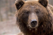【GIF】クマ狩りハンター、渾身の一発を外した結果・・・・・・