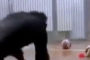 人間よりも働き者かもしれない。動物園でチンパンジーの檻にホウキを忘れていったら。海外の反応