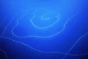 全長120メートルの「超巨大なヒモ」のような生物が発見される、シロナガスクジラを抜いて世界最長の生物である可能性