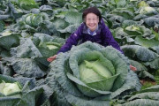 外国人「日本の北海道ではこんな巨大キャベツが穫れるらしいぞ！」