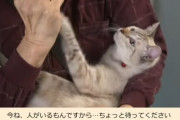 警視庁の「注意喚起動画に意味もなく猫を登場させるシリーズ」が話題に