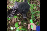 【（・(ｪ)・）】美郷町で散歩中の男性(35)「一瞬のうちに」クマに襲われけが…当時の状況を語る　秋田
