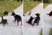お散歩中の犬が4匹の怖そうな猫たちと遭遇！ボス猫の格闘技のような連続攻撃にヒヤヒヤ…