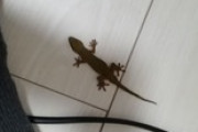ヤモリ拾ったんだけど（※画像あり）