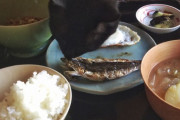 【ねこ画像】朝ごはんとねこ、ぺろんちょ、ちょうどいいスペース ほか