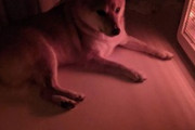 ワイのイッヌ、こっそりストーブにあたる（※画像あり）
