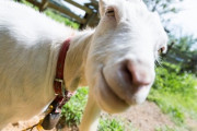 【ﾑｼｬﾑｼｬ】今、草刈り用のヤギが大人気らしい‥‥‥現在は予約いっぱいの状況