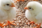 【🐤】お尻をAIカメラにかざすとヒヨコの雌雄判別… 日本のスタートアップが開発
