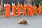 僧侶たちの背後で踊る、ひょうきんな柴犬らしきワンちゃん。もしかしてカメラ目線なのかな？