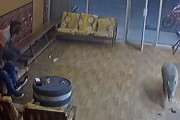 イノシシが美容室に入店して大暴れ！（マレーシア）