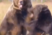 リアルに迫力がヤバすぎる。野生のクマ同士のガチンコファイト。海外の反応