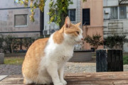 【画像】公園のネコが写真撮らせてくれてワロタｗｗｗｗ