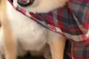犬「ギャァァ！」 → 「心臓の音聞いてるだけですよー」 → 注射が苦手な柴犬がヤバいｗｗｗｗｗ