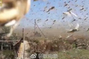 【蝗害】コロナ蔓延の中国に4000億のイナゴの大群が襲来へ